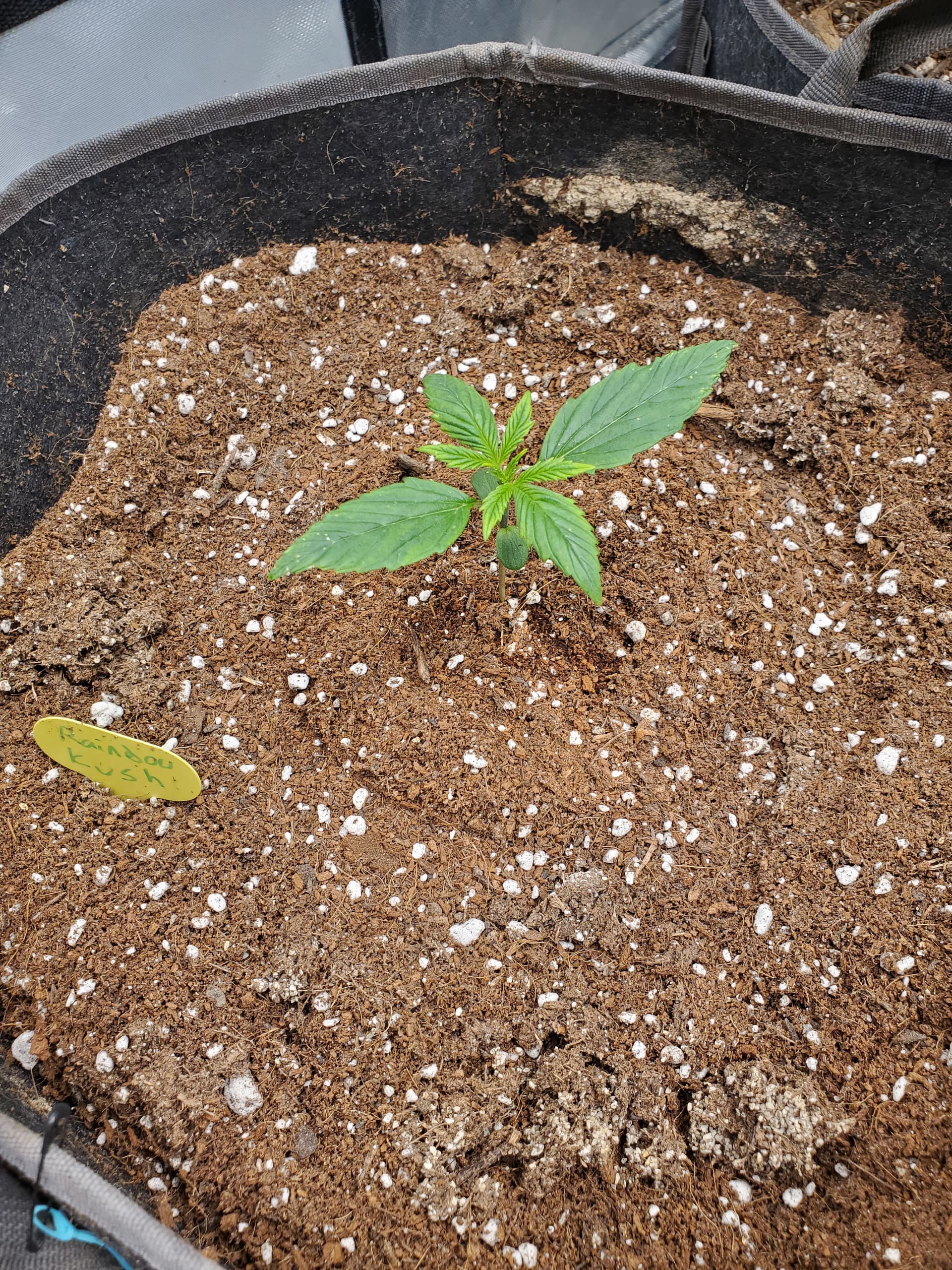 HOME GROWN - ONE DAY / 3 seconds (7”) Wildflower Seeds - Perennial (18 Variety) 3oz - Homegrown Garden