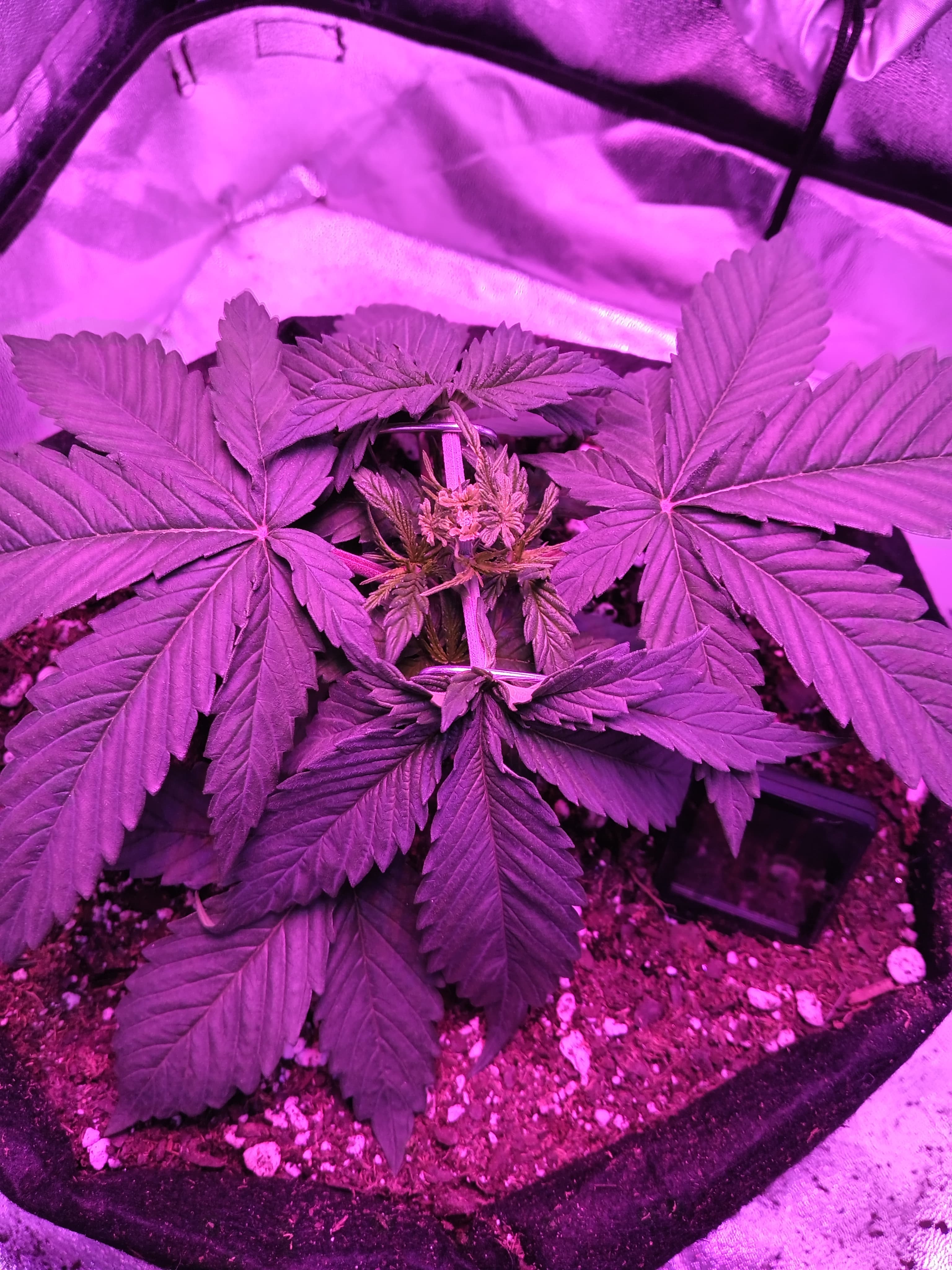 how-early-can-you-defoliate-in-veg-2-by-bassnbricks-grow-support