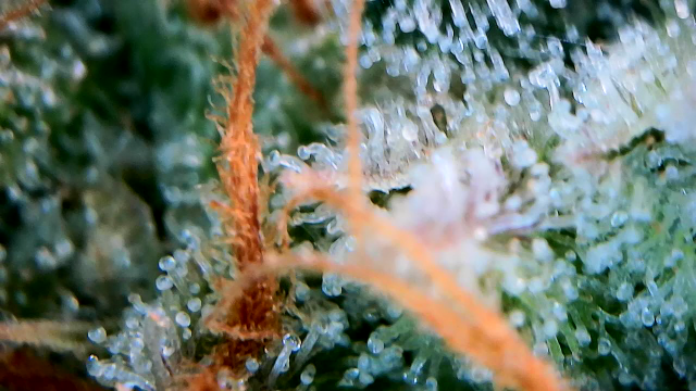 1000004107