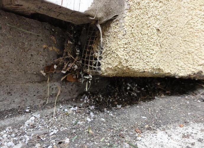 eifs mesh exposed.jpg