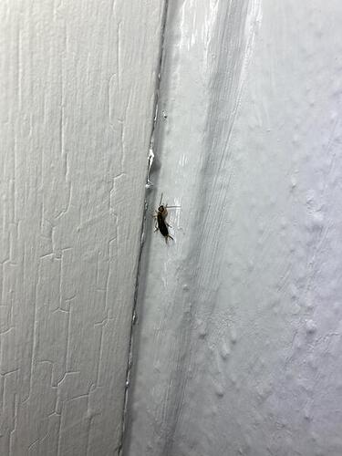 Bugs 2025
