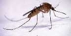 Mosquito.jpg