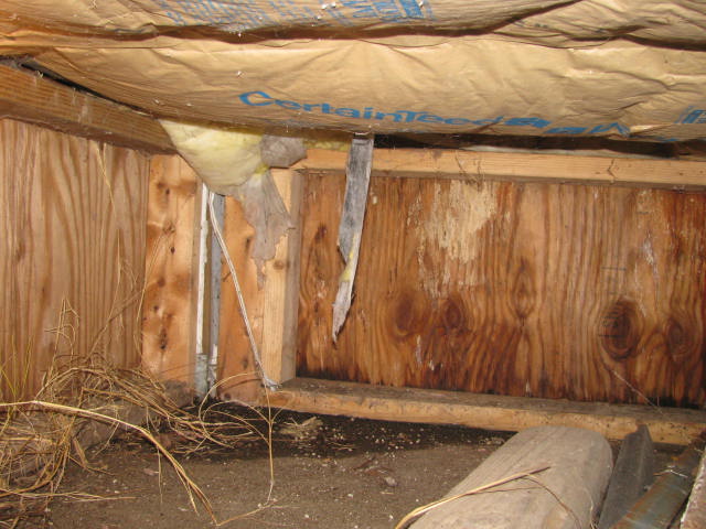 bull 053.jpg