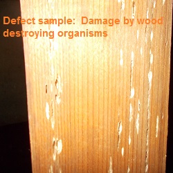 WDO damage to post in crawlspace.jpg