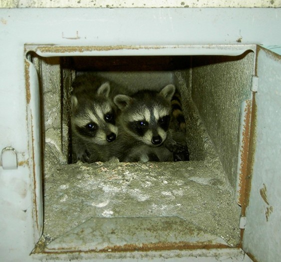 Racoons in Chimney Inspecting HVAC Systems InterNACHI®️ Forum