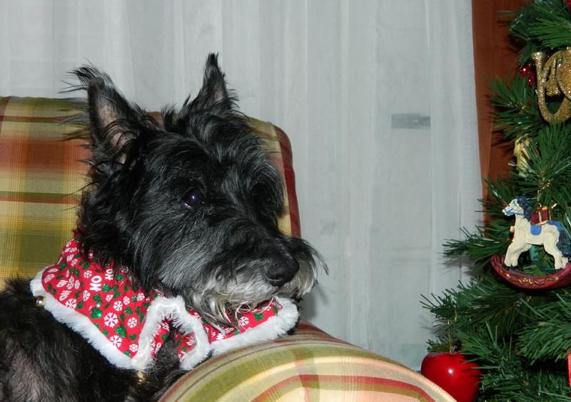 Christmas 2014 008.jpg