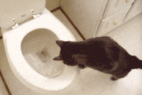 Cat-flushing-toilet GIFs - Get the best GIF on GIPHY