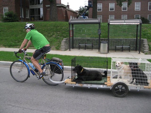 carrying-dogs-1857089723