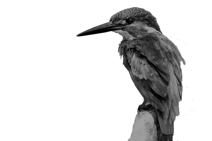 kingfisher-2046453_960_720 B&W4