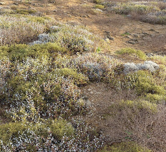 2025-07-09 23_18_05-Meadow 21 - Grass - 3D model