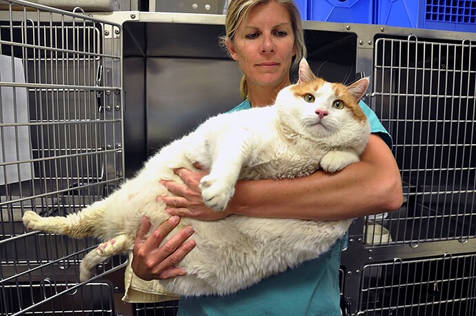 a-bulky-cat