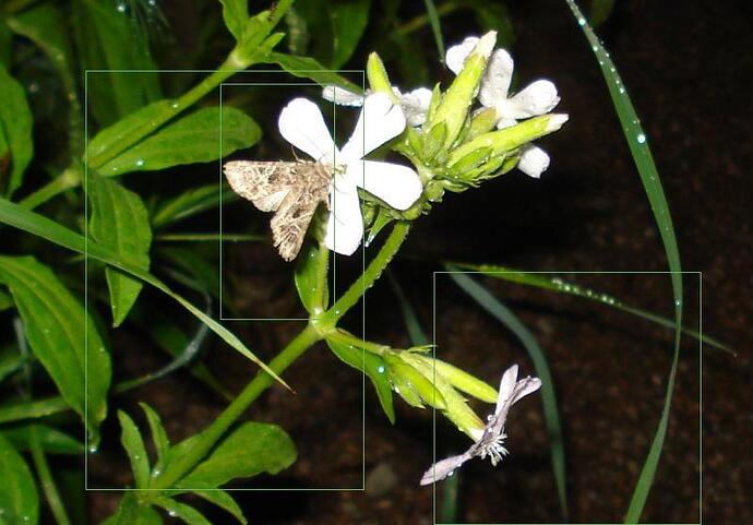 0-noctuidae