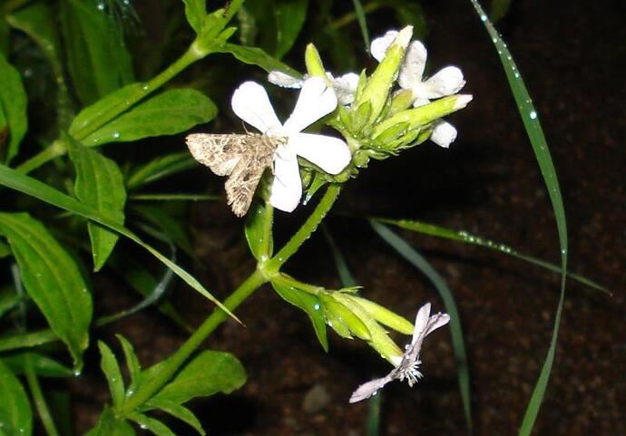 0-noctuidae