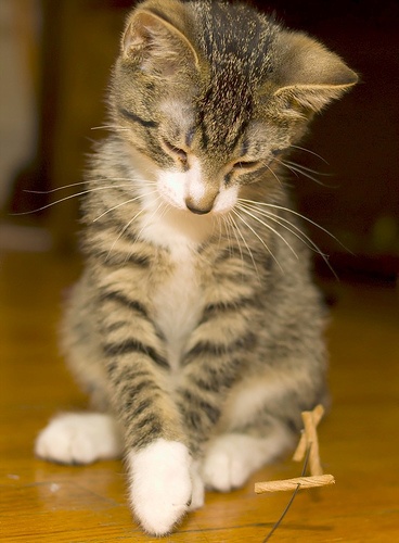 2007_004856_cat