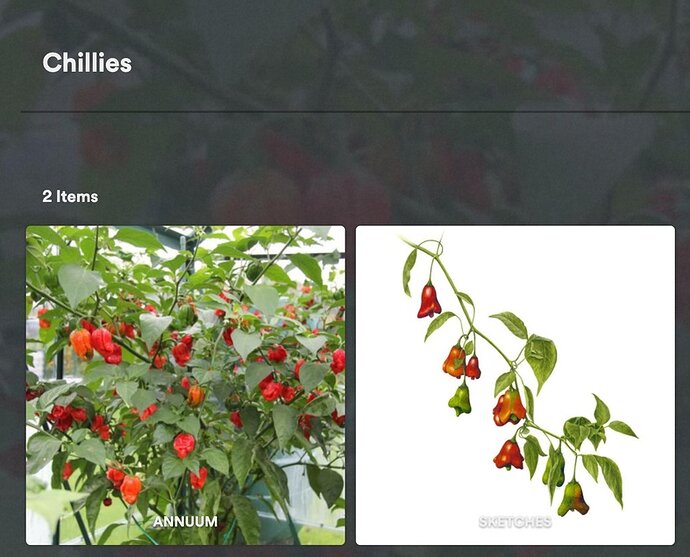 Screenshot 2025-05-30 at 08.31.20