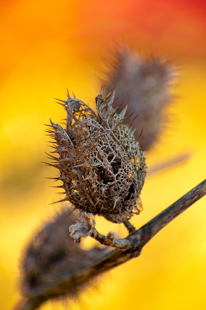 Wanting to sell wallpapers Galaxy Themes Samsung Developer Forums