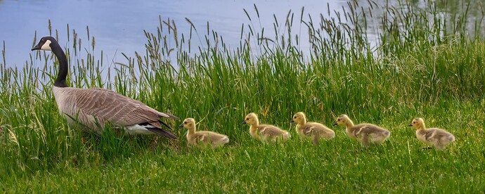 The Line Starts to the Left, Irrigation Canal, Strathmore, AB, 2022-06-06