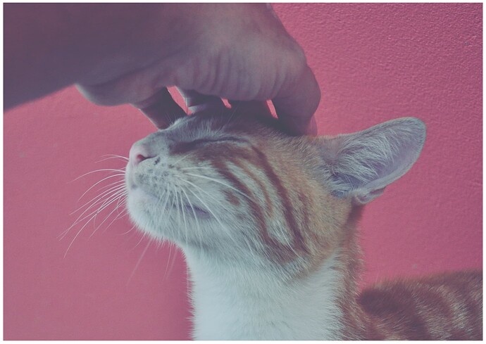DAY 070 - Love like animals do