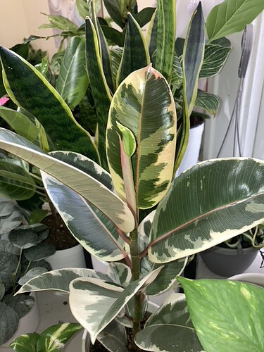 plant-5