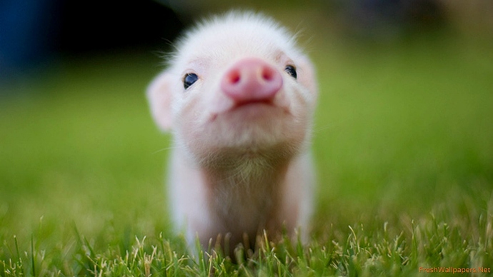 baby-pig