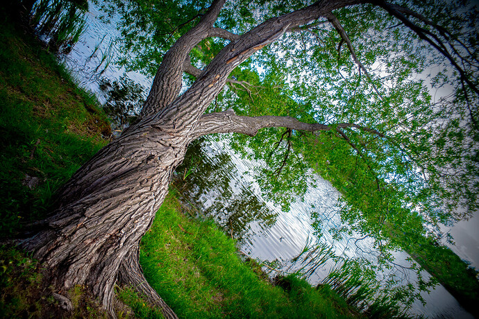 Older Tree with Triple Twist, Kinsmen Lake, Strathmore, Alberta, June 11, 2021