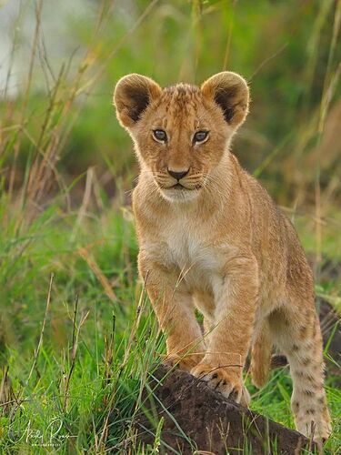 May be an image of big cat and nature