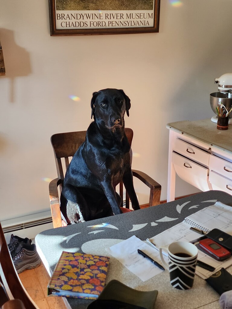 My dog doesnt like laying on the floor Lounge