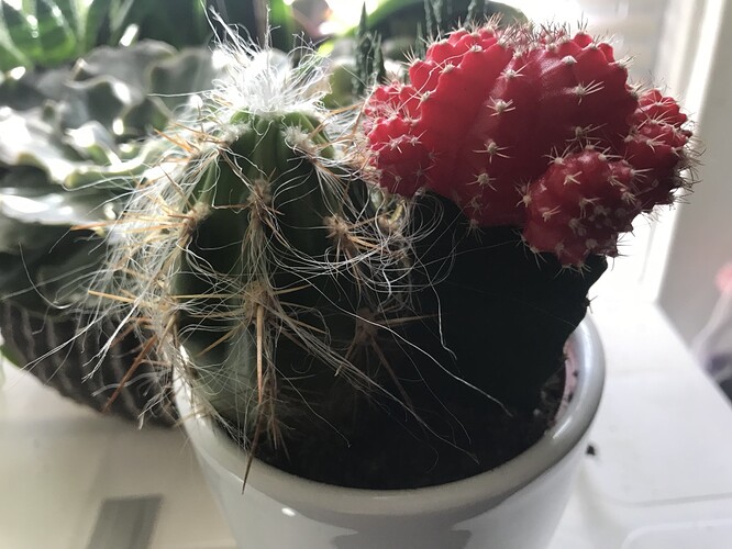 succulent-2