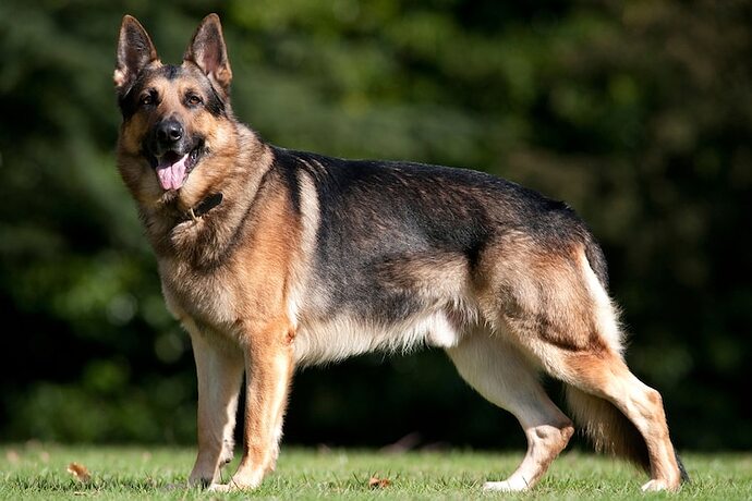 01-german-shepherd-coronavirus-bwtkdt_3x2