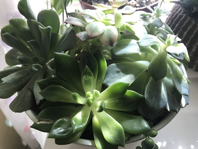 succulent-1