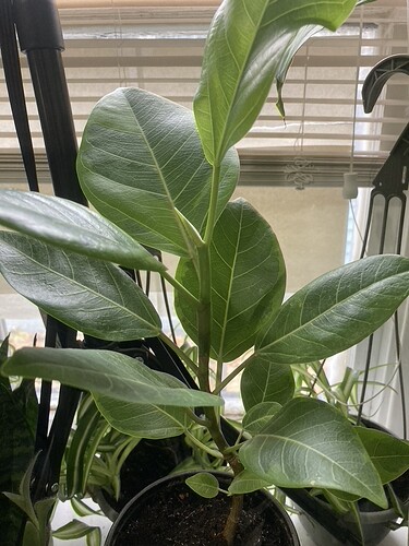 plant-1