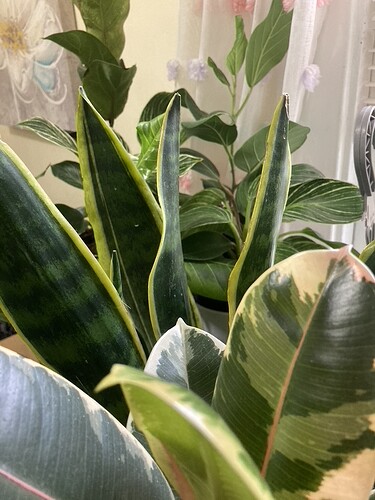 plant-2