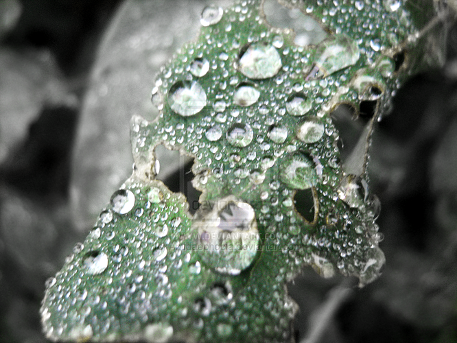 drops_on_a_leaf_by_antidaephobia-d30lrfp