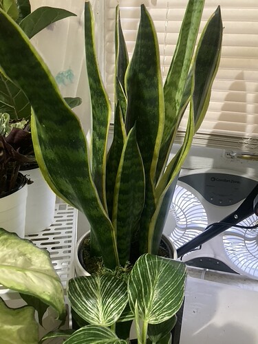 plant-3