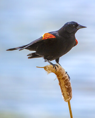 Male Red-winged Blackbird on Reed Head, Kinsmen Park, 2022-05-31