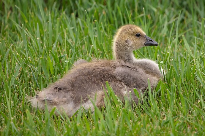 Newly Independent Gosling, Irrigation Canal, Strathmore, AB, 2022-06-06
