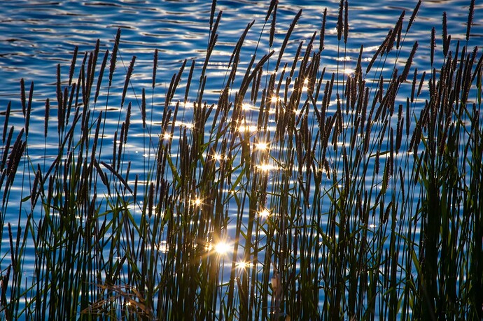 Setting Sun Reflected Through Grass, Irrigation Canal, Strathmore, AB, 2022-06-07