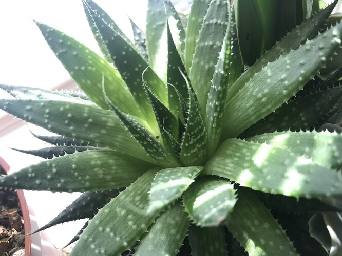 succulent-3