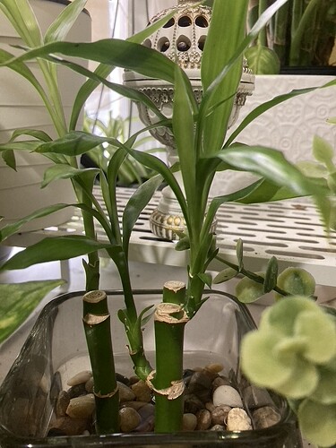 plant-4