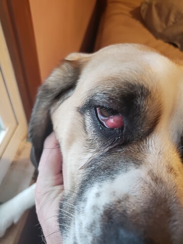redeye
