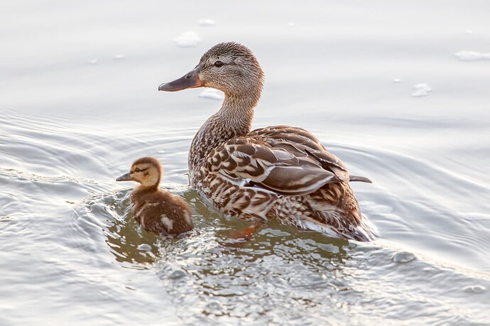 Mama and Baby Duck Swimming Away, Irrigation Canal, Strathmore, AB, 2022-06-07