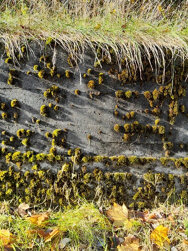 20241014_mosswall