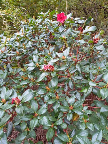 20241006_sisteblomst