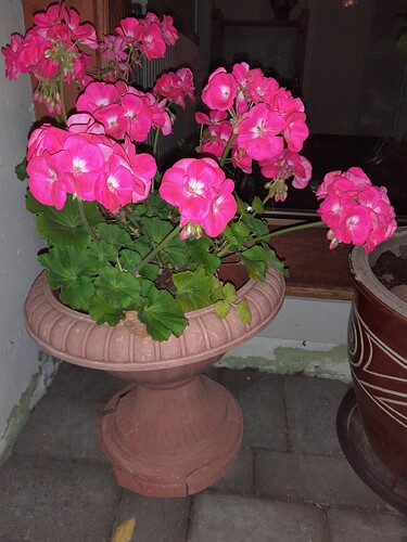 20241005_roses