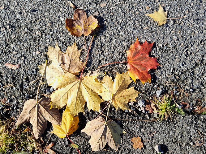 20241014_leaves