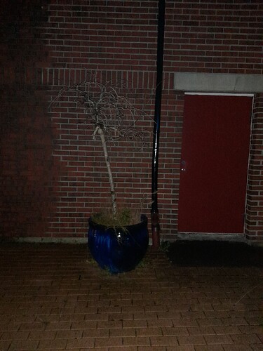 20241005_lonelycoldplant