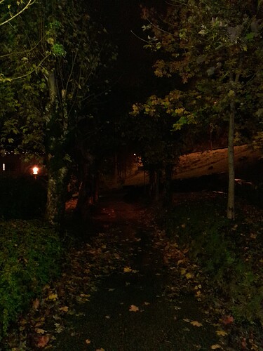 20241005_treeportal
