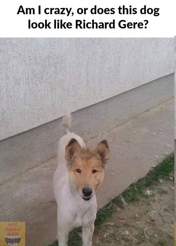 May be an image of dog and text