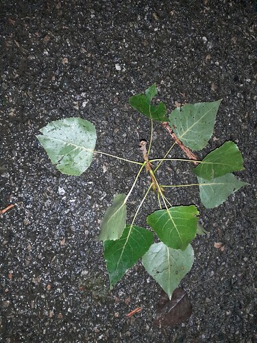 Leafs-road