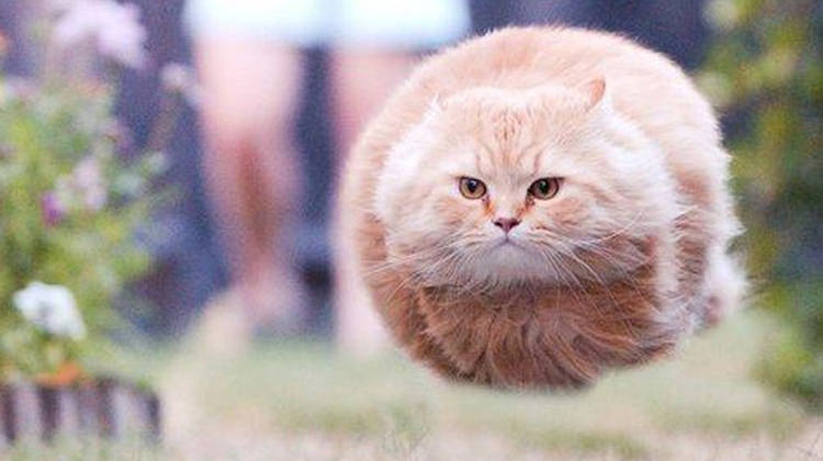 perfectly-timed-cat-photos-funny-cover